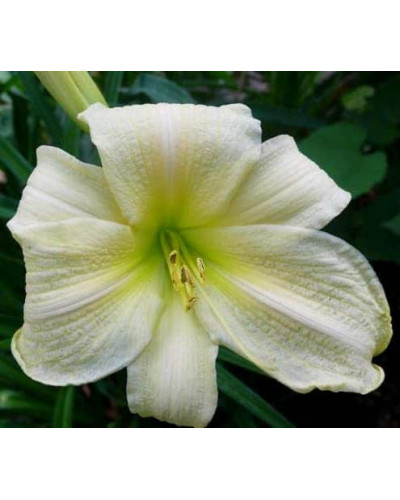 Лілійник гібридний Айс Карнівал | Hemerocallis hybrida Ice Carnival | Лилейник гибридный Айс Карнивал