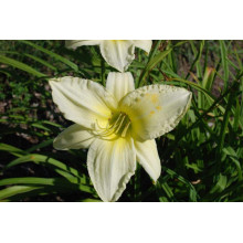 Лілійник гібридний Айс Карнівал | Hemerocallis hybrida Ice Carnival |  Лилейник гибридный Айс Карнивал