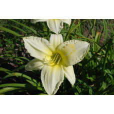 Лілійник гібридний Айс Карнівал | Hemerocallis hybrida Ice Carnival |  Лилейник гибридный Айс Карнивал