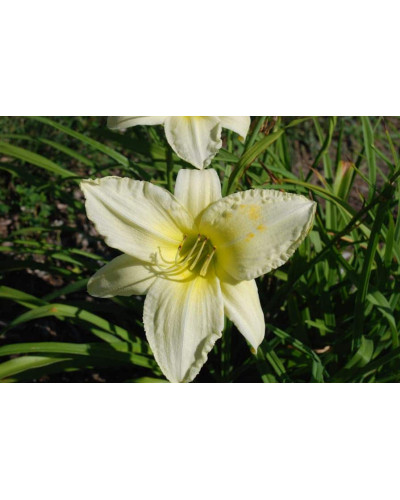 Лілійник гібридний Айс Карнівал | Hemerocallis hybrida Ice Carnival | Лилейник гибридный Айс Карнивал