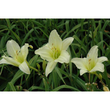 Лілійник гібридний Айс Карнівал | Hemerocallis hybrida Ice Carnival |  Лилейник гибридный Айс Карнивал
