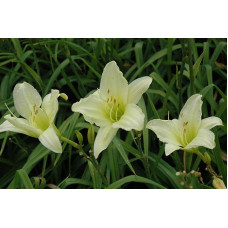 Лілійник гібридний Айс Карнівал | Hemerocallis hybrida Ice Carnival |  Лилейник гибридный Айс Карнивал