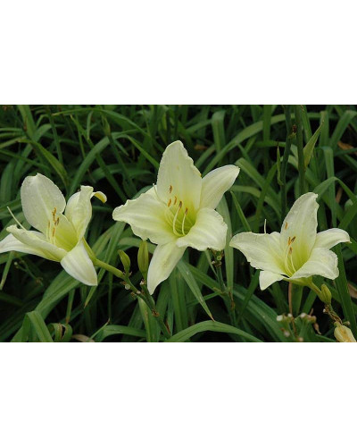 Лілійник гібридний Айс Карнівал | Hemerocallis hybrida Ice Carnival | Лилейник гибридный Айс Карнивал