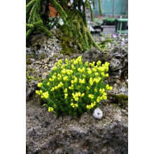 Крупка кавказька | Draba bruniifolia | Крупка кавказска