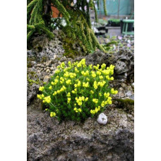 Крупка кавказька | Draba bruniifolia | Крупка кавказска