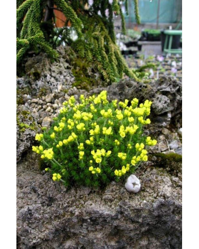 Крупка кавказька | Draba bruniifolia | Крупка кавказска