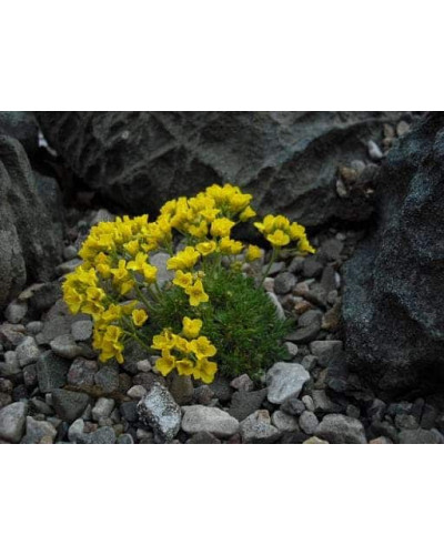 Крупка кавказька | Draba bruniifolia | Крупка кавказска