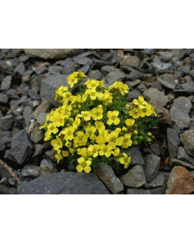 Крупка кавказька | Draba bruniifolia | Крупка кавказска