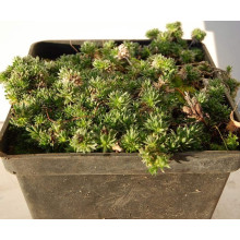Крупка кавказька | Draba bruniifolia | Крупка кавказска