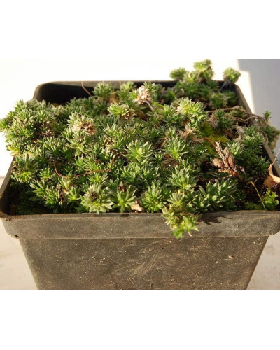 Крупка кавказька | Draba bruniifolia | Крупка кавказска