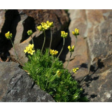 Крупка кавказька | Draba bruniifolia | Крупка кавказска