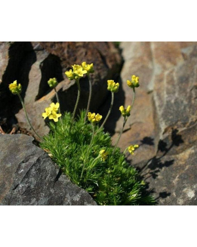 Крупка кавказька | Draba bruniifolia | Крупка кавказска