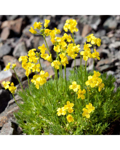 Крупка кавказька | Draba bruniifolia | Крупка кавказска