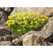 Крупка кавказька | Draba bruniifolia | Крупка кавказска