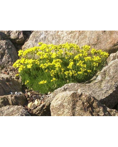 Крупка кавказька | Draba bruniifolia | Крупка кавказска