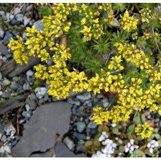 Крупка кавказька | Draba bruniifolia | Крупка кавказска