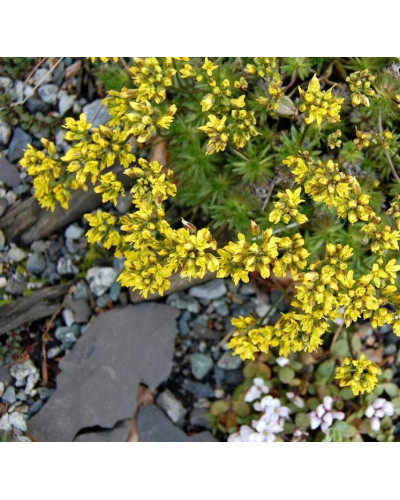 Крупка кавказька | Draba bruniifolia | Крупка кавказска