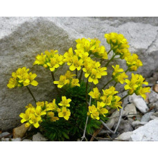 Крупка кавказька | Draba bruniifolia | Крупка кавказска
