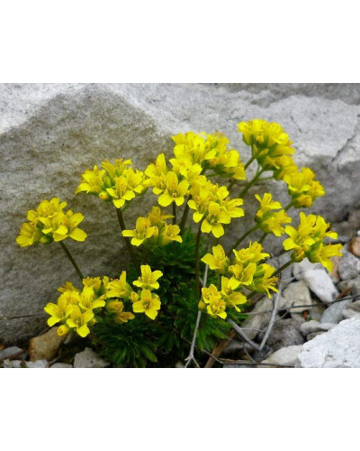 Крупка кавказька | Draba bruniifolia | Крупка кавказска