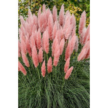 Кортадерія Селло Розеа | Cortaderia selloana Rosea | Кортадерия Селло Розеа