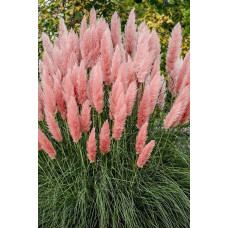 Кортадерія Селло Розеа | Cortaderia selloana Rosea | Кортадерия Селло Розеа