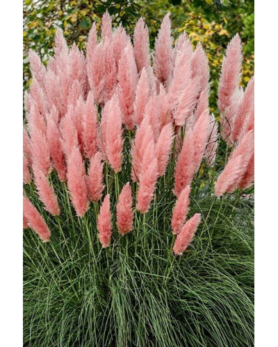 Кортадерія Селло Розеа | Cortaderia selloana Rosea | Кортадерия Селло Розеа