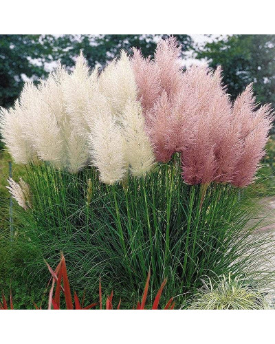 Кортадерія Селло Розеа | Cortaderia selloana Rosea | Кортадерия Селло Розеа