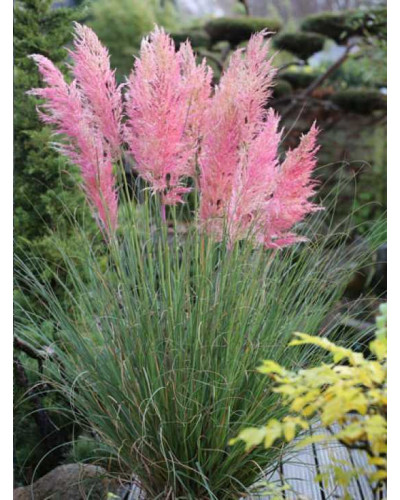 Кортадерія Селло Розеа | Cortaderia selloana Rosea | Кортадерия Селло Розеа
