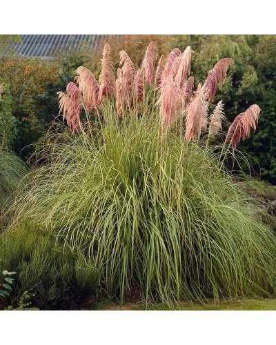 Кортадерія Селло Розеа | Cortaderia selloana Rosea | Кортадерия Селло Розеа
