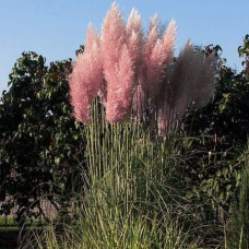 Кортадерія Селло Розеа | Cortaderia selloana Rosea | Кортадерия Селло Розеа