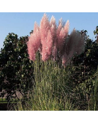 Кортадерія Селло Розеа | Cortaderia selloana Rosea | Кортадерия Селло Розеа