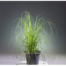 Кортадерія Селло Розеа | Cortaderia selloana Rosea | Кортадерия Селло Розеа