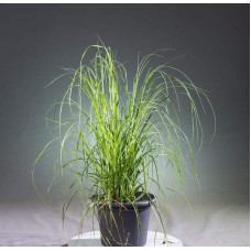Кортадерія Селло Розеа | Cortaderia selloana Rosea | Кортадерия Селло Розеа