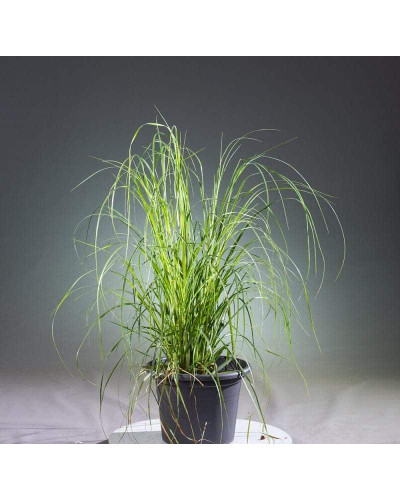 Кортадерія Селло Розеа | Cortaderia selloana Rosea | Кортадерия Селло Розеа
