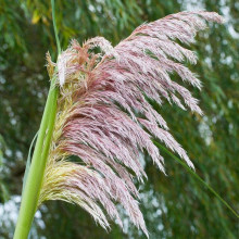 Кортадерія Селло Розеа | Cortaderia selloana Rosea | Кортадерия Селло Розеа