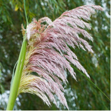 Кортадерія Селло Розеа | Cortaderia selloana Rosea | Кортадерия Селло Розеа