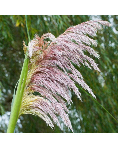 Кортадерія Селло Розеа | Cortaderia selloana Rosea | Кортадерия Селло Розеа