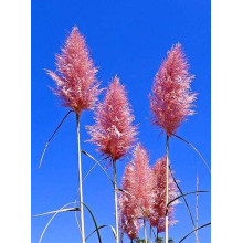Кортадерія Селло Розеа | Cortaderia selloana Rosea | Кортадерия Селло Розеа