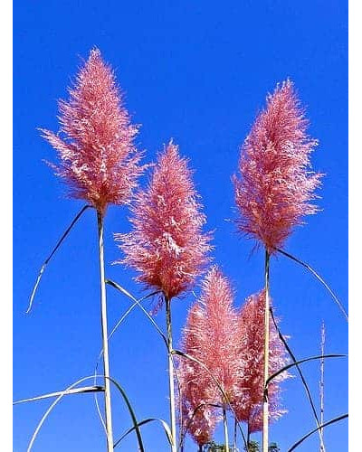 Кортадерія Селло Розеа | Cortaderia selloana Rosea | Кортадерия Селло Розеа