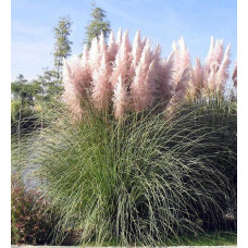 Кортадерія Селло Розеа | Cortaderia selloana Rosea | Кортадерия Селло Розеа