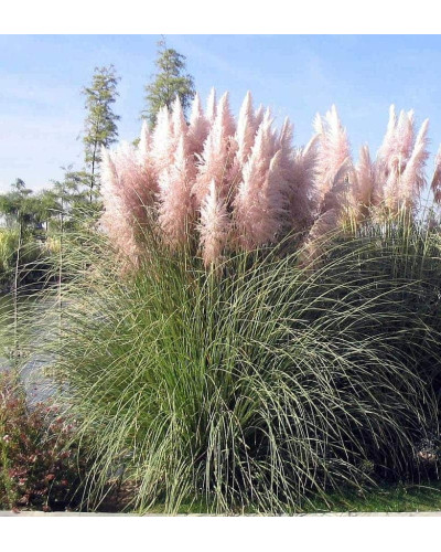 Кортадерія Селло Розеа | Cortaderia selloana Rosea | Кортадерия Селло Розеа