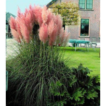 Кортадерія Селло Розеа | Cortaderia selloana Rosea | Кортадерия Селло Розеа