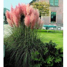 Кортадерія Селло Розеа | Cortaderia selloana Rosea | Кортадерия Селло Розеа
