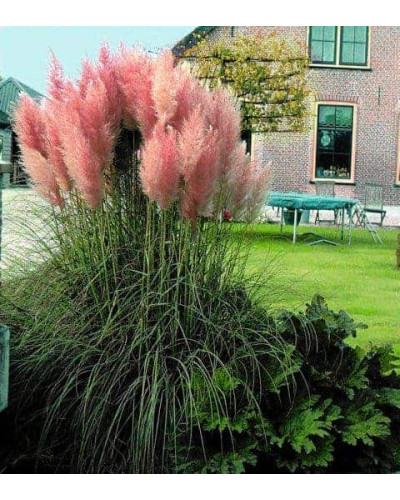 Кортадерія Селло Розеа | Cortaderia selloana Rosea | Кортадерия Селло Розеа