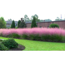 Кортадерія Селло Розеа | Cortaderia selloana Rosea | Кортадерия Селло Розеа