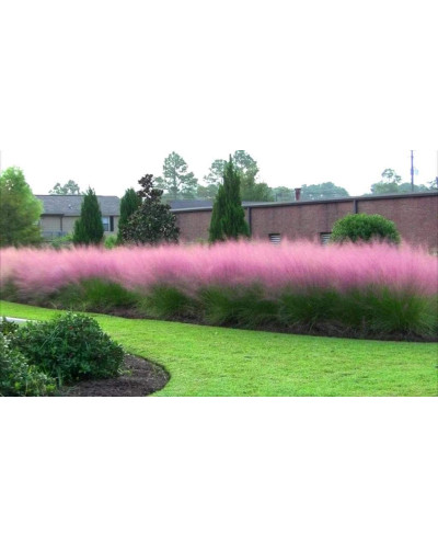 Кортадерія Селло Розеа | Cortaderia selloana Rosea | Кортадерия Селло Розеа