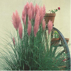 Кортадерія Селло Розеа | Cortaderia selloana Rosea | Кортадерия Селло Розеа