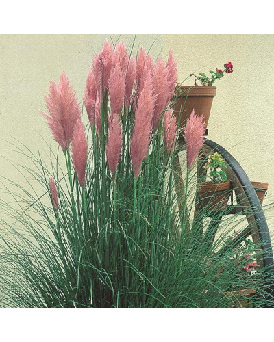 Кортадерія Селло Розеа | Cortaderia selloana Rosea | Кортадерия Селло Розеа