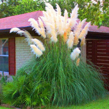 Кортадерія Селло Вайт Плюм | Кортадерия Селло Вайт Плюм | Cortaderia selloana White Plume