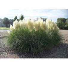 Кортадерія Селло Вайт Плюм | Кортадерия Селло Вайт Плюм | Cortaderia selloana White Plume